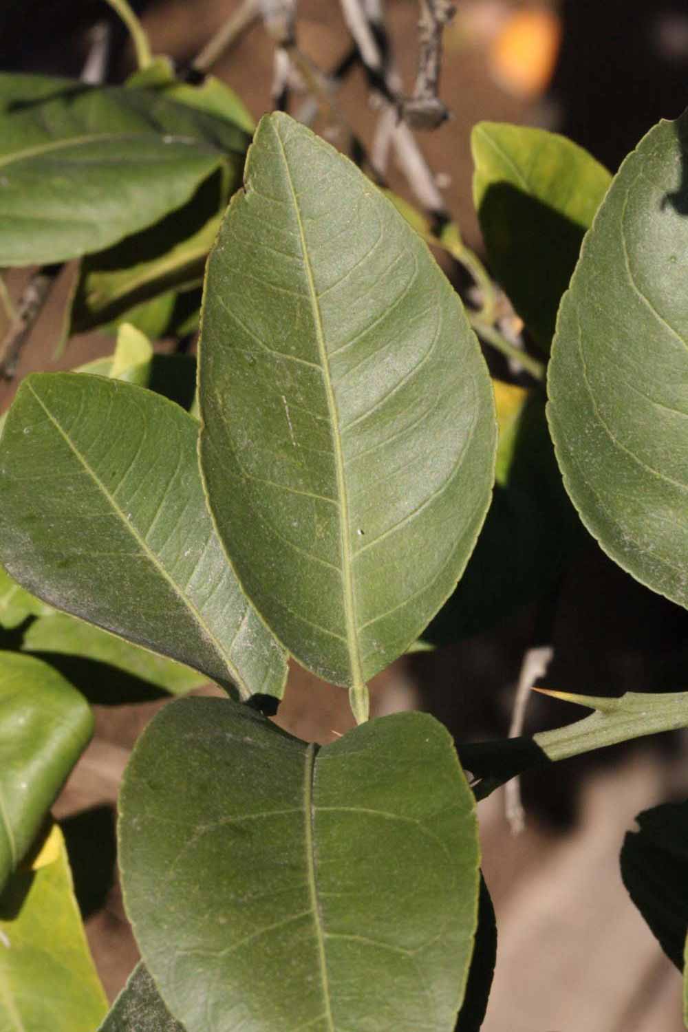              Unifoliolate leaf (Winter Haven, FL)       